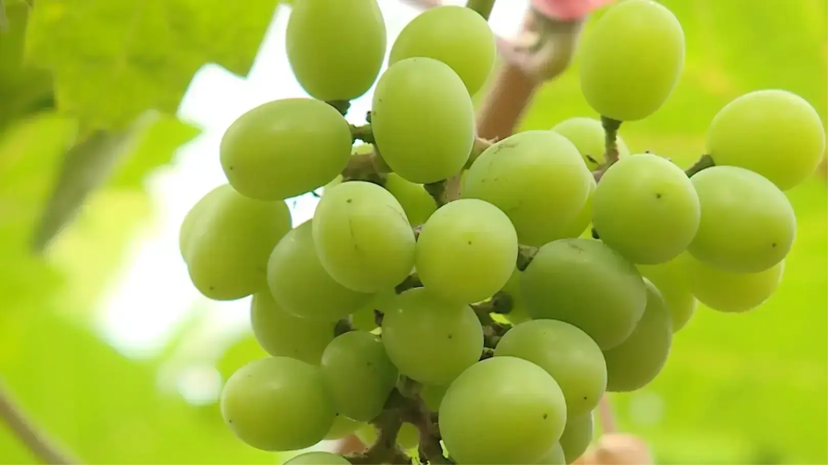 Nho sữa An Khánh | Mỗi xã một sản phẩm | 04/08/2025